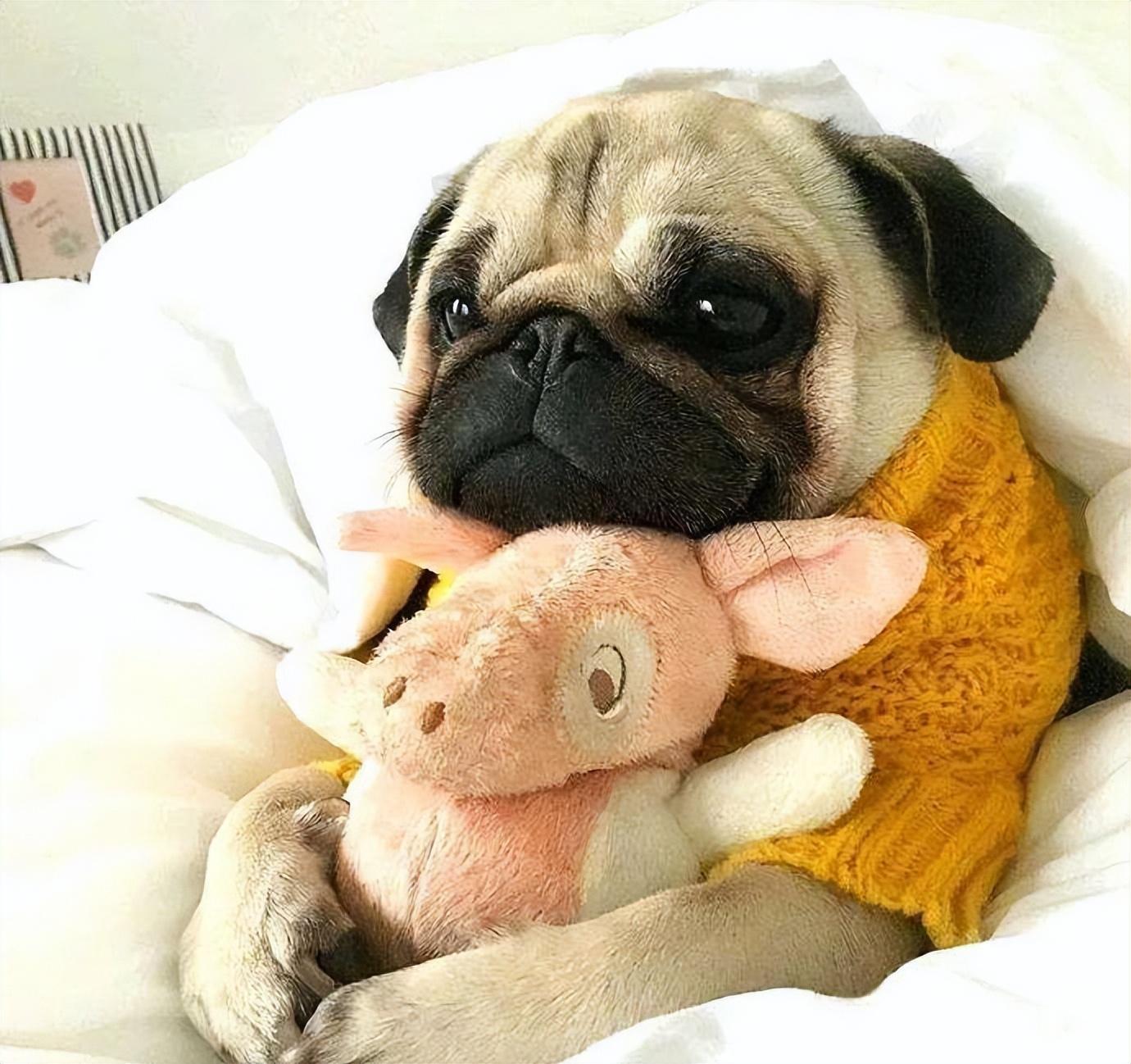 巴哥和法斗的区别（巴哥犬纯种幼犬图片）