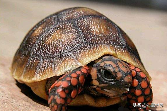 常见的陆龟年龄你知道么（盘点不同种陆龟的年龄）