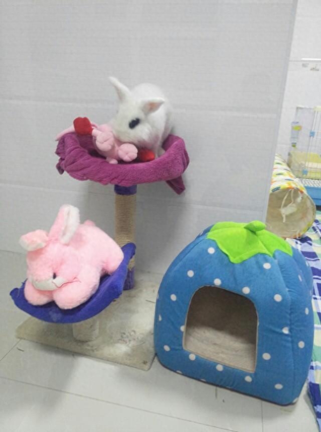 为何兔子养大了觉得很恶心（附：养兔子的十个有九个后悔的原因）