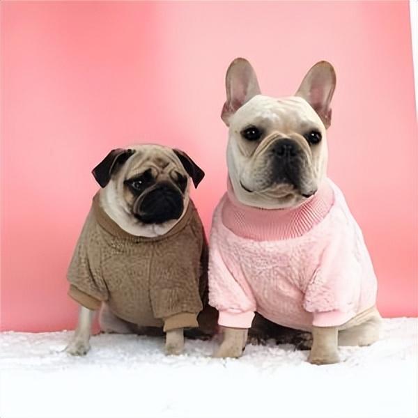 巴哥和法斗的区别（巴哥犬纯种幼犬图片）