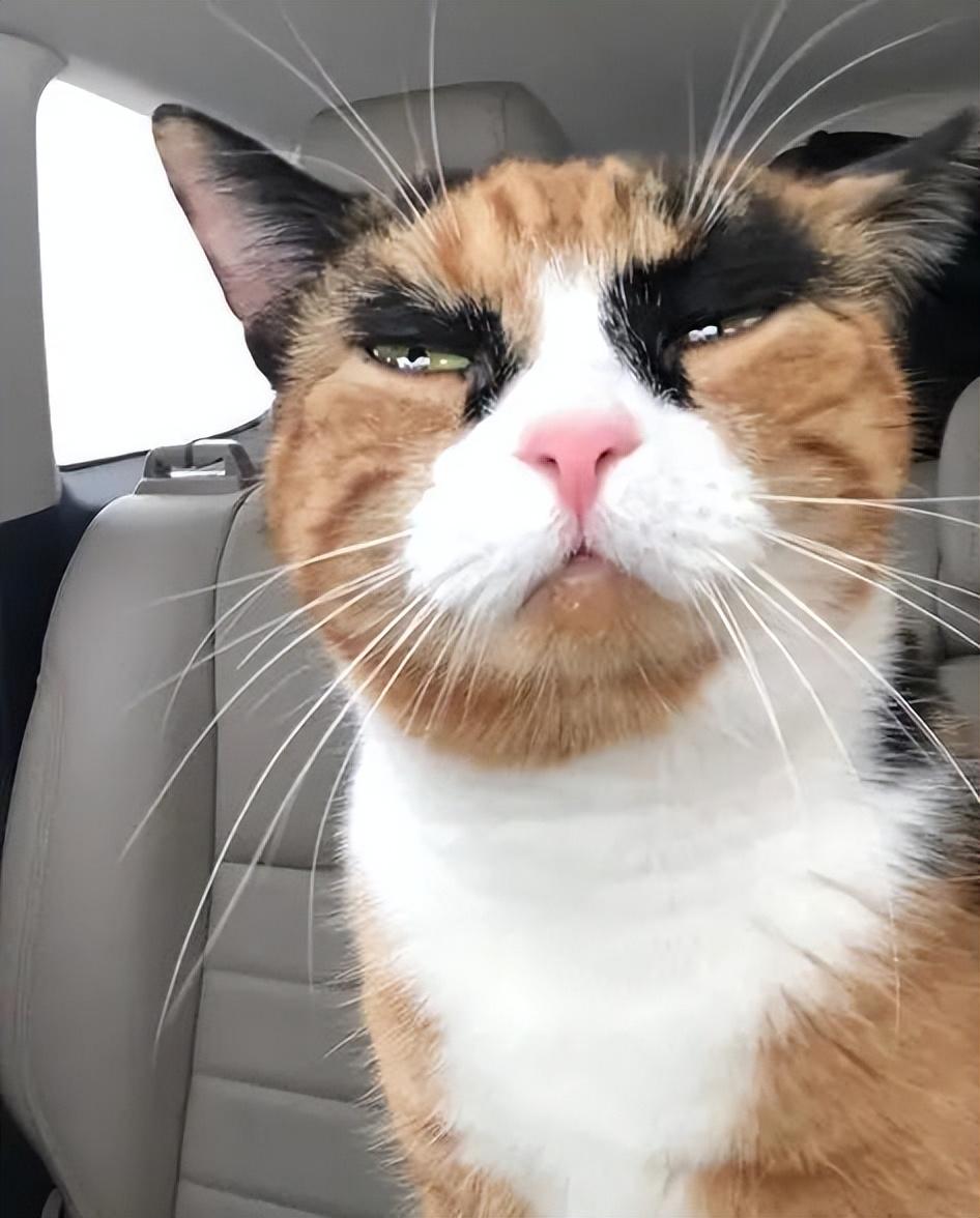 三花猫的寿命有多长（盘点三花猫的优缺点及寿命）