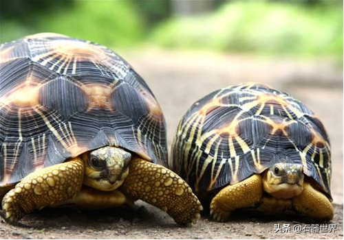 常见的陆龟年龄你知道么（盘点不同种陆龟的年龄）