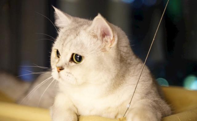 银渐层和银点的区别(英短银渐层和银点的区别)