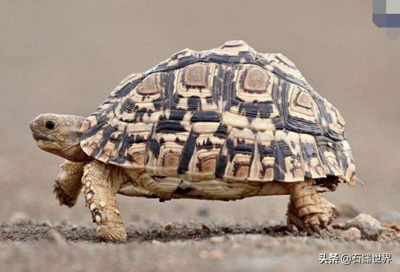 常见的陆龟年龄你知道么（盘点不同种陆龟的年龄）