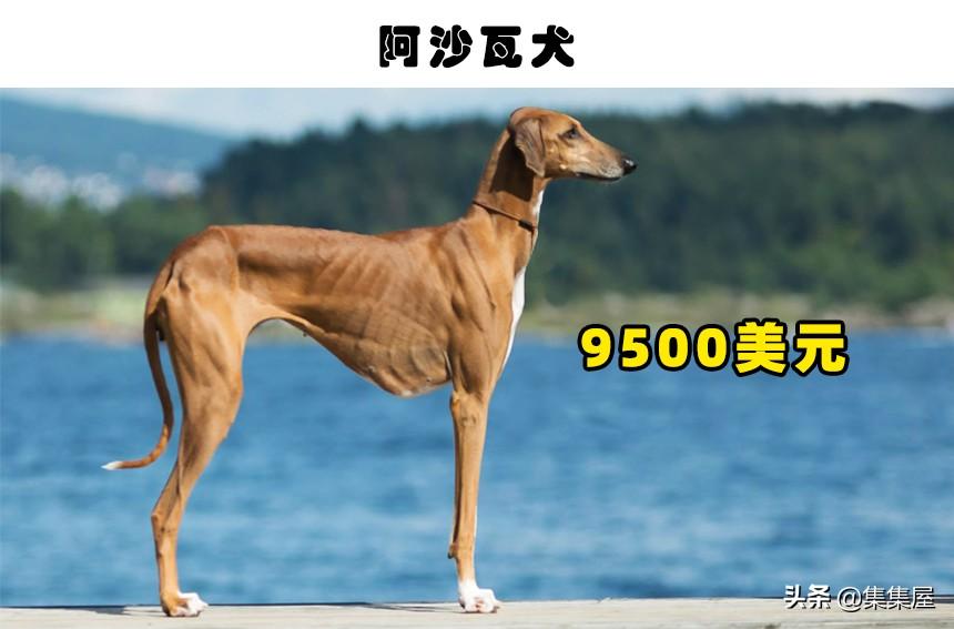 萨路基猎犬优缺点和阿富汗猎犬（十大名犬价格表及图片）