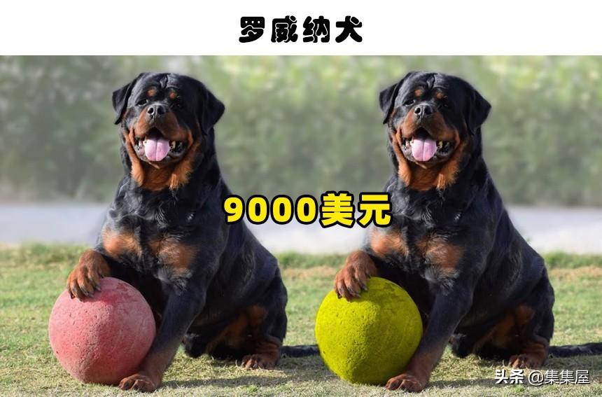 萨路基猎犬优缺点和阿富汗猎犬（十大名犬价格表及图片）