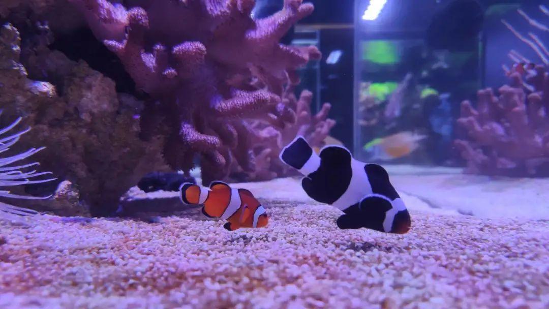 建议适合新手养的海水鱼