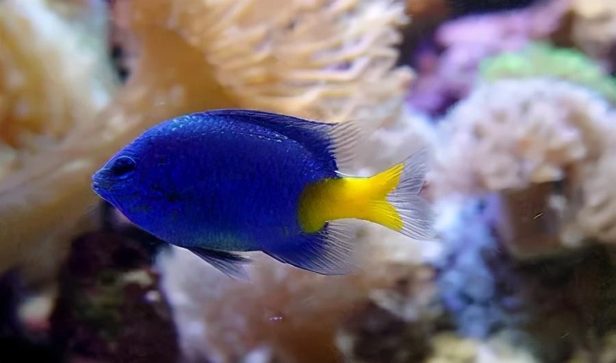 建议适合新手养的海水鱼（该怎么养海水观赏鱼）