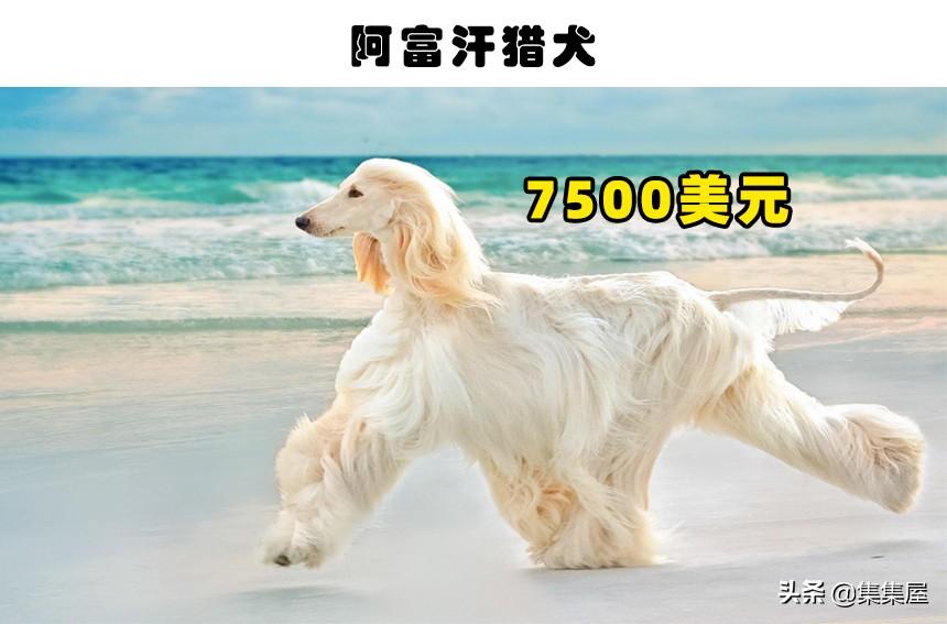 萨路基猎犬优缺点和阿富汗猎犬（十大名犬价格表及图片）