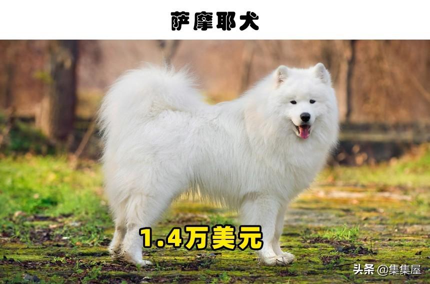 萨路基猎犬优缺点和阿富汗猎犬（十大名犬价格表及图片）