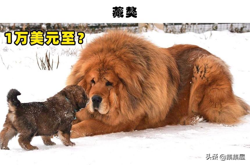 萨路基猎犬优缺点和阿富汗猎犬（十大名犬价格表及图片）