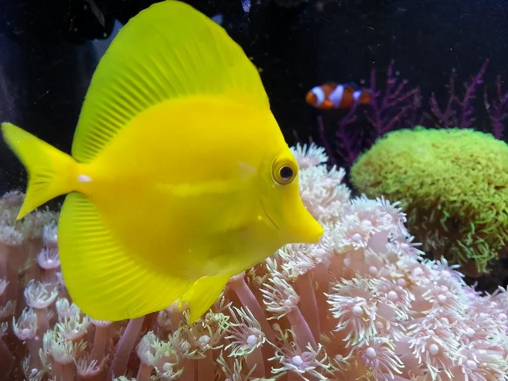 建议适合新手养的海水鱼（该怎么养海水观赏鱼）