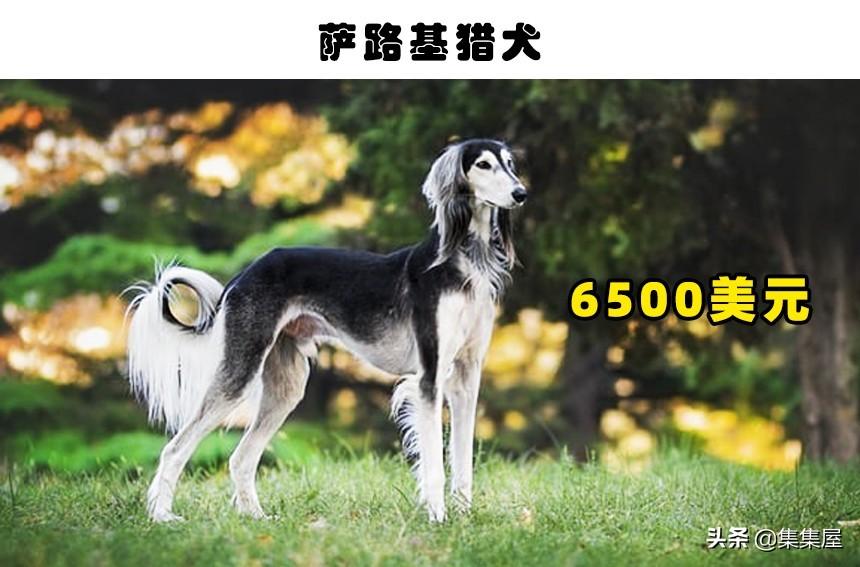 萨路基猎犬优缺点和阿富汗猎犬（十大名犬价格表及图片）