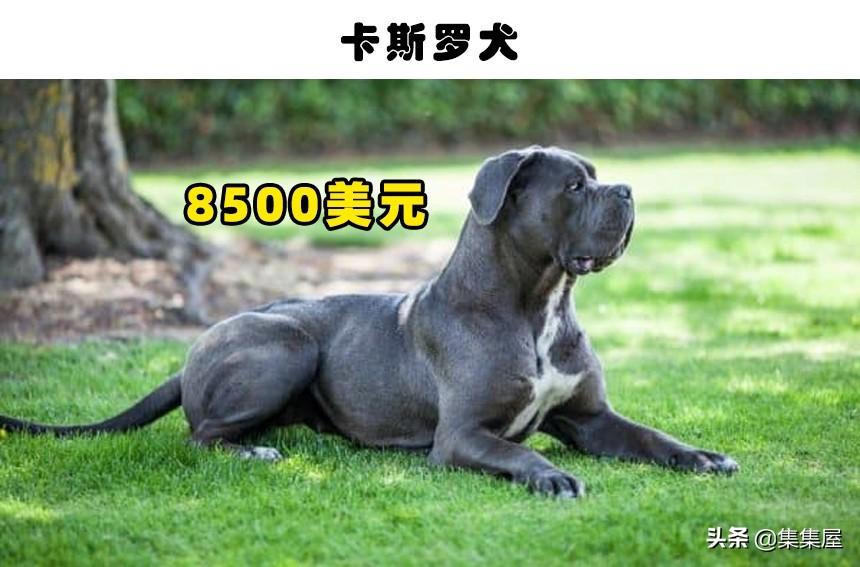 萨路基猎犬优缺点和阿富汗猎犬（十大名犬价格表及图片）