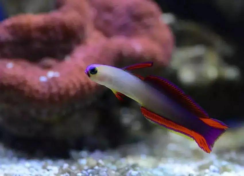 建议适合新手养的海水鱼（该怎么养海水观赏鱼）