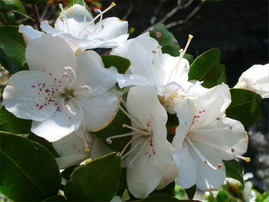 百合对猫有毒性吗(百合对猫咪会中毒吗)