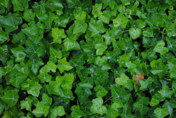 百合对猫有毒性吗(百合对猫咪会中毒吗)