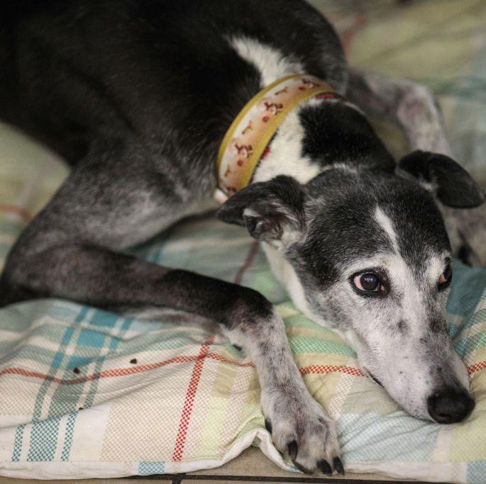 波士顿梗犬图片（狗狗品种大全及图片）