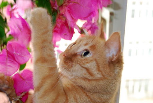 花对喵星人产生危害