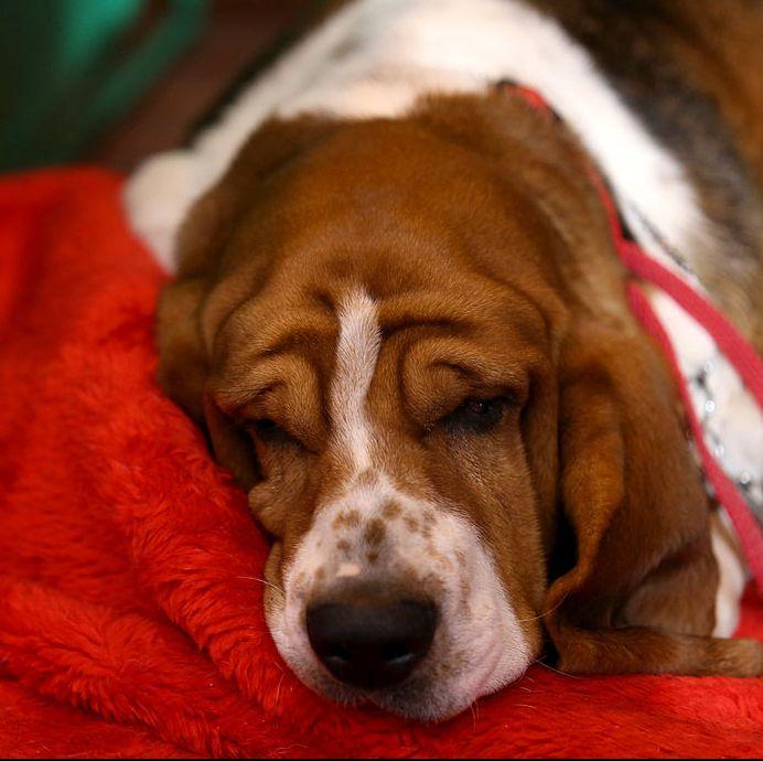 波士顿梗犬图片（狗狗品种大全及图片）