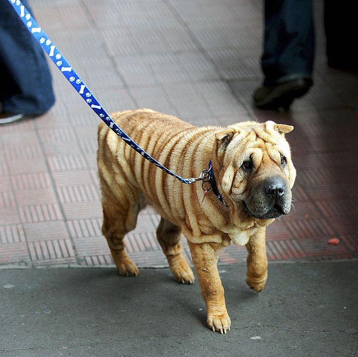 波士顿梗犬图片（狗狗品种大全及图片）