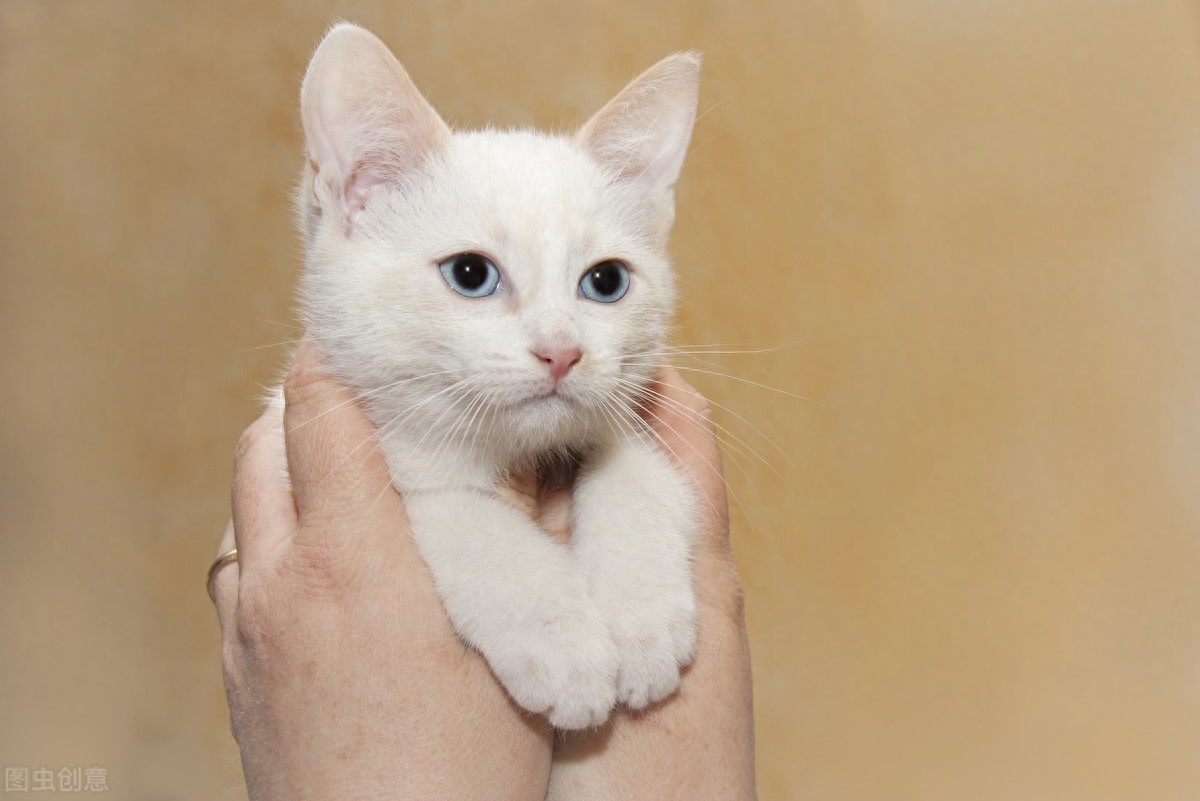 猫咪几天不排便会死掉（注意：猫咪便秘一周后死亡）