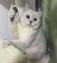 圆脸猫咪品种 十大最漂亮的猫