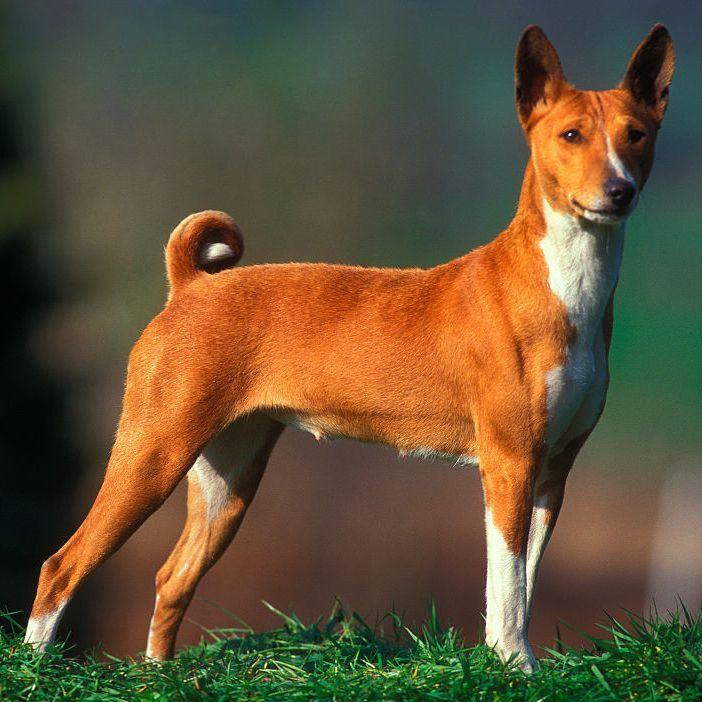 波士顿梗犬图片