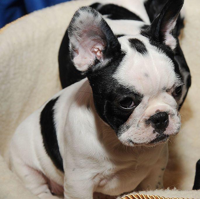 波士顿梗犬图片（狗狗品种大全及图片）