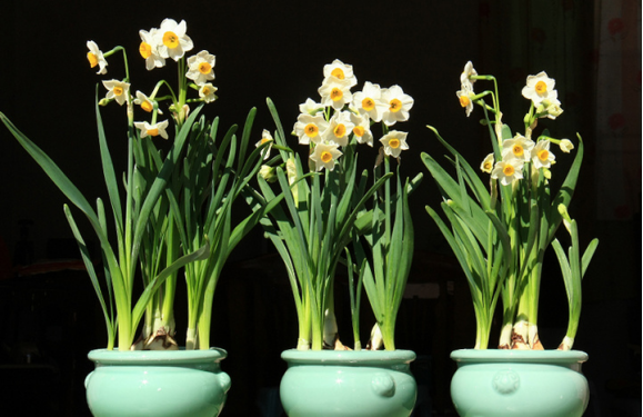 百合对猫有毒性吗(百合对猫咪会中毒吗)