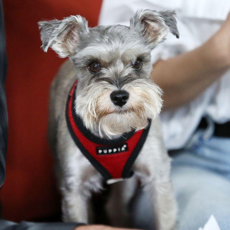 波士顿梗犬图片（狗狗品种大全及图片）