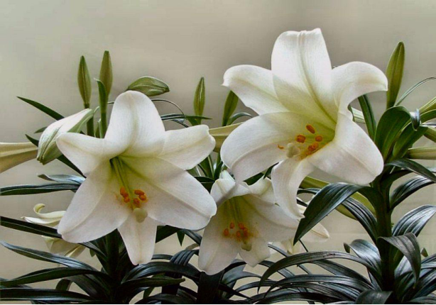 百合对猫有毒性吗(百合对猫咪会中毒吗)