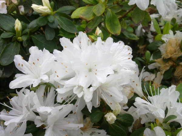 百合对猫有毒性吗(百合对猫咪会中毒吗)