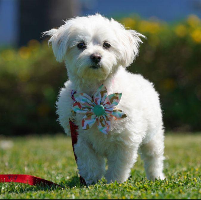 波士顿梗犬图片（狗狗品种大全及图片）