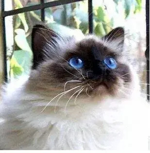 喜马拉雅猫聪明吗(喜马拉雅猫的智商)