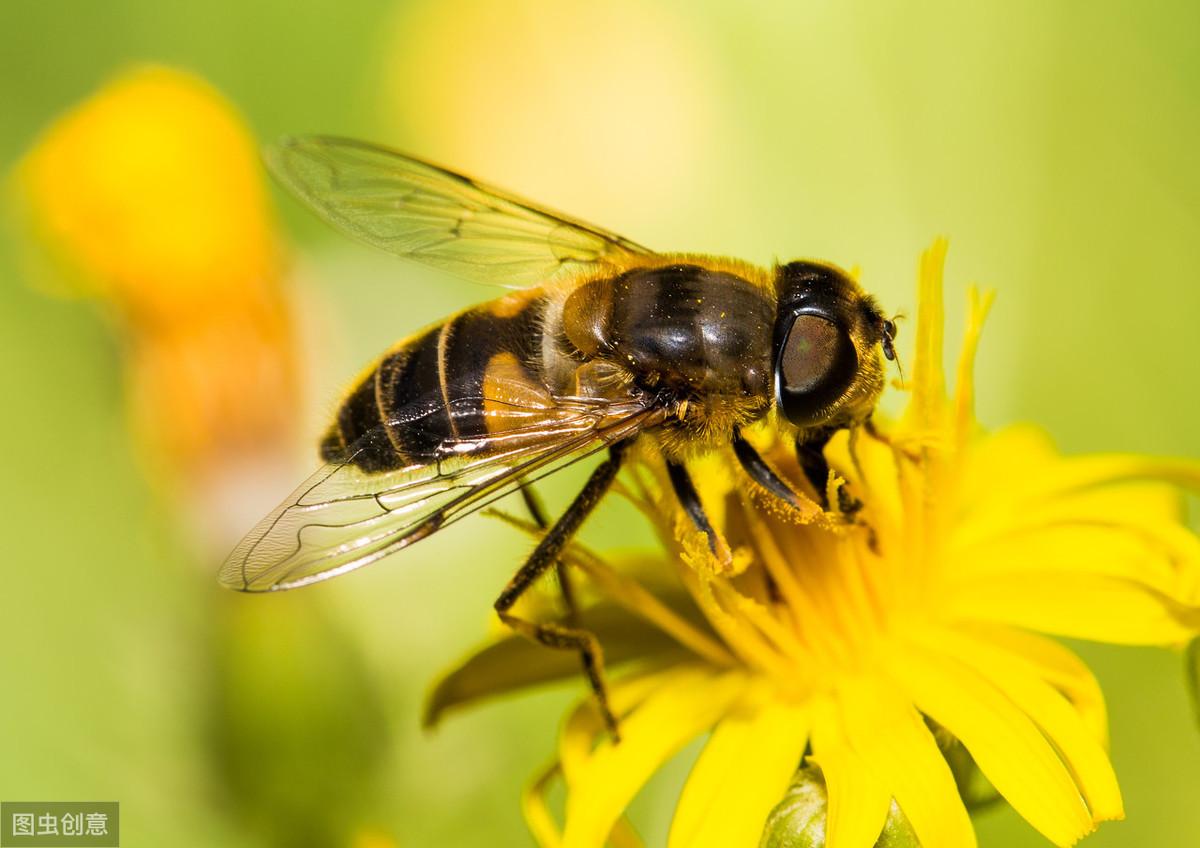 蜘蛛是昆虫吗（驱赶蜘蛛的最好办法）