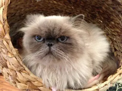 喜马拉雅猫聪明吗(喜马拉雅猫的智商)