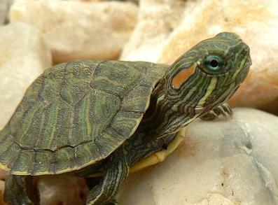 巴西红耳龟恢复健康的小方法