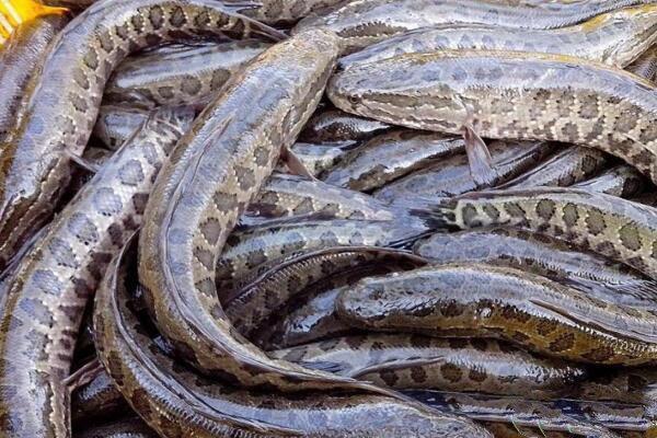 黑鱼用自来水养会死吗（详解：黑鱼养殖条件和要求）