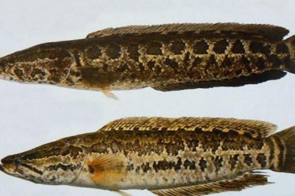 黑鱼用自来水养会死吗（详解：黑鱼养殖条件和要求）