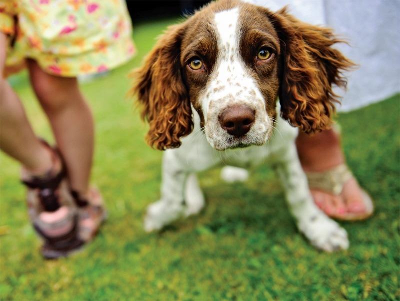 小狗品相取决于父亲还是母亲多一点
