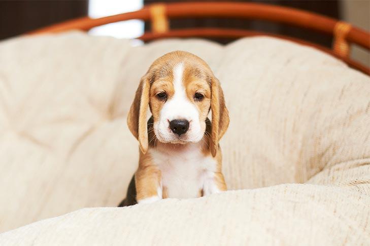 小狗品相取决于父亲还是母亲多一点（教你一窝狗怎么挑最好的）