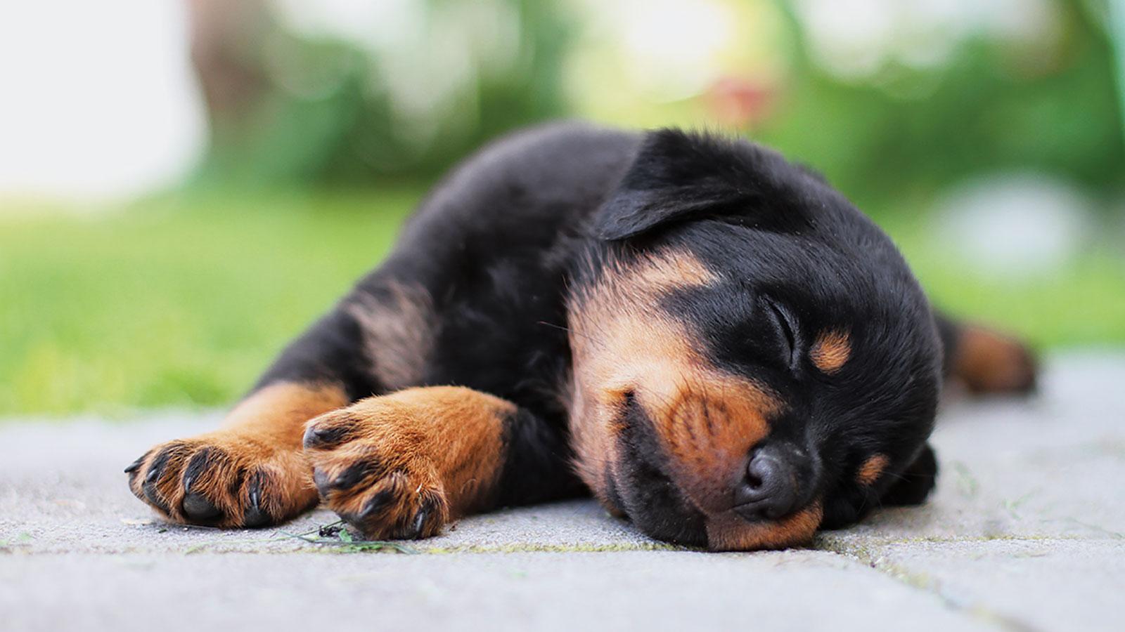 小狗品相取决于父亲还是母亲多一点（教你一窝狗怎么挑最好的）