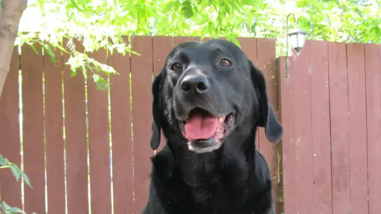 小狗品相取决于父亲还是母亲多一点（教你一窝狗怎么挑最好的）