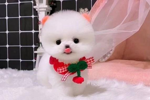 茶杯犬多少钱一只5w（附：茶杯犬1元一只）