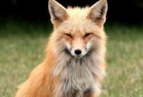 儿子救了只狐狸，狐狸执意要报恩，第二天却咬死男孩父亲