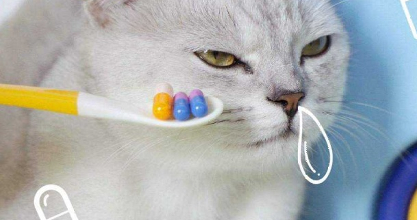 猫咪感冒吃什么药(猫咪感冒吃什么药最好)