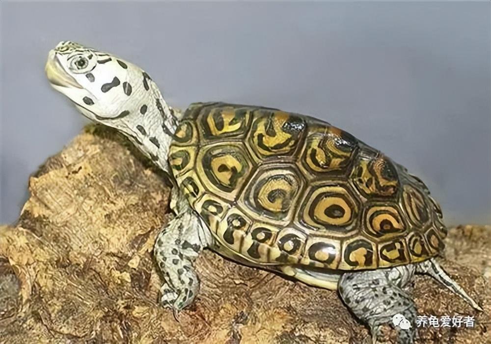 如何养乌龟小常识（分享养龟入门小知识）