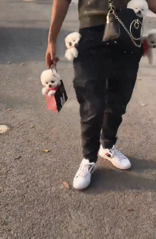 茶杯犬多少钱一只5w（附：茶杯犬1元一只）