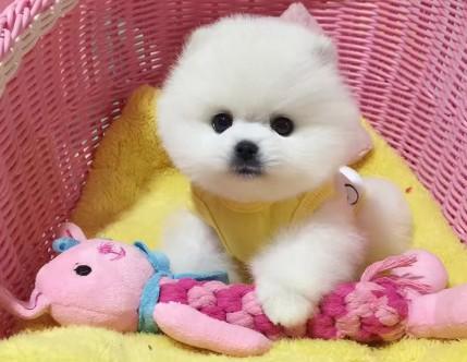 茶杯犬多少钱一只5w（附：茶杯犬1元一只）